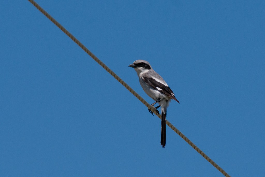 Loggerhead Shrike - ML247309191