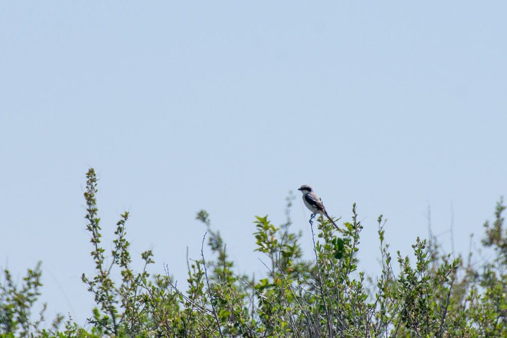Loggerhead Shrike - ML247309221