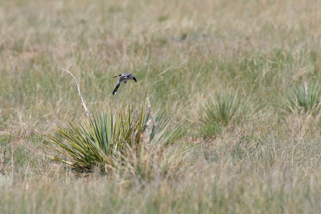 Loggerhead Shrike - ML247309301