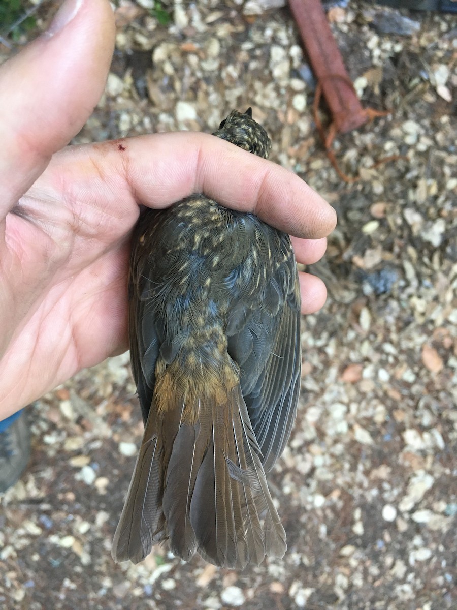 Hermit Thrush - ML247309521