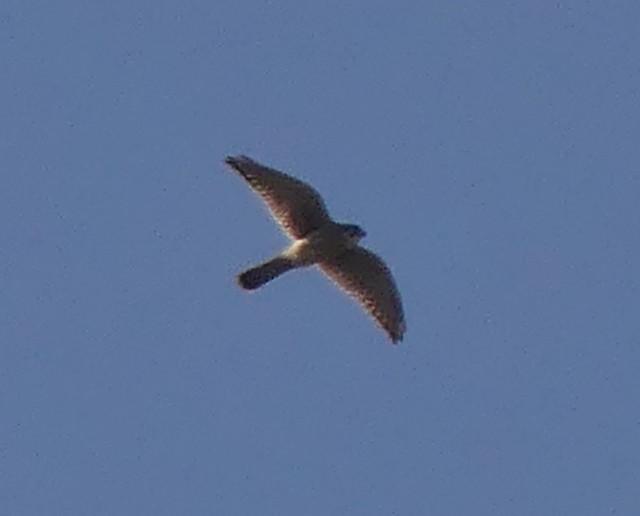 Peregrine Falcon - ML247309721