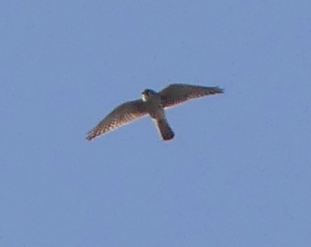 Peregrine Falcon - ML247309731