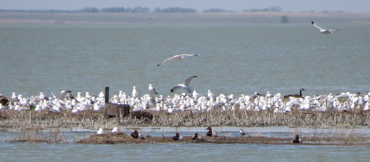 Common Tern - ML24730981