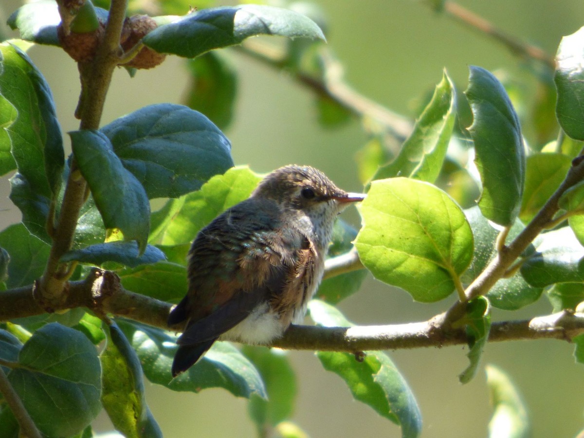 Allen's Hummingbird - ML247310981