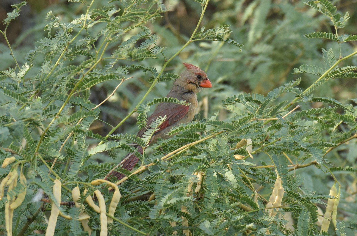 Northern Cardinal - Ryan O'Donnell