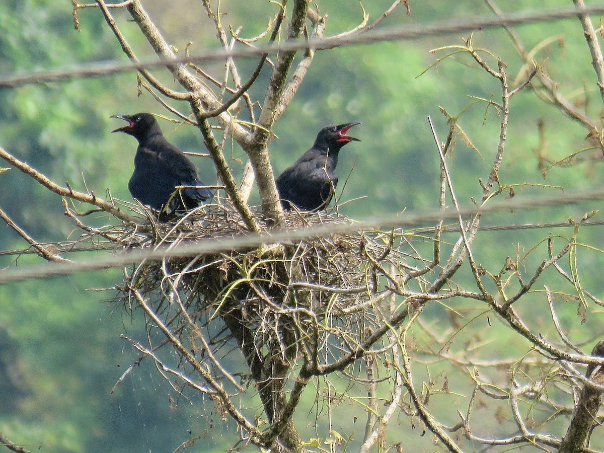 Large-billed Crow - Howard Laidlaw