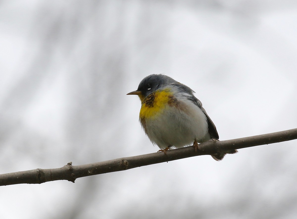 Northern Parula - ML247312581