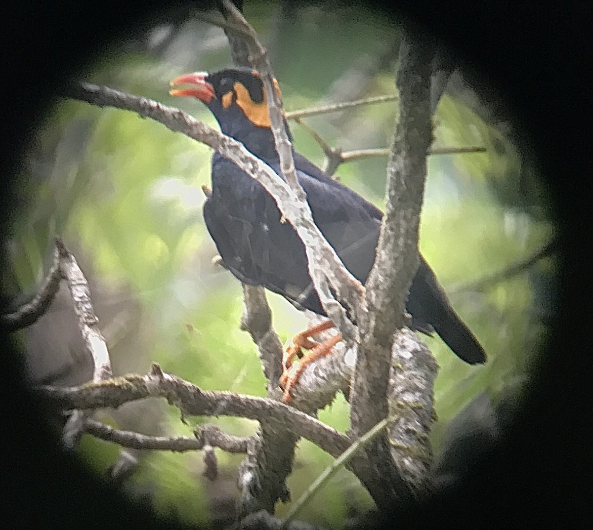 Southern Hill Myna - Howard Laidlaw