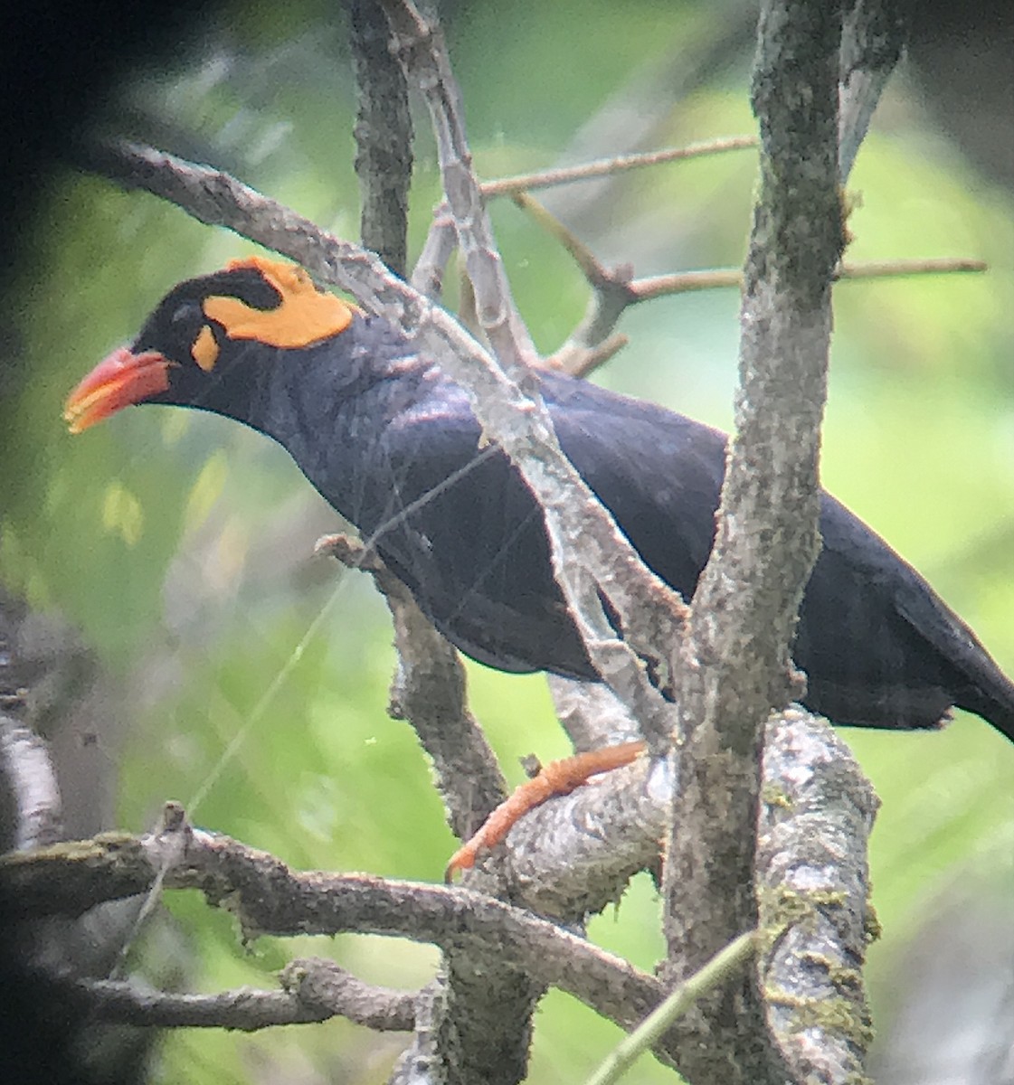 Southern Hill Myna - ML247313561