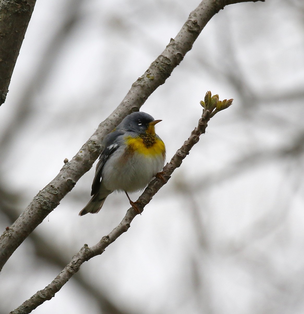 Northern Parula - ML247313651