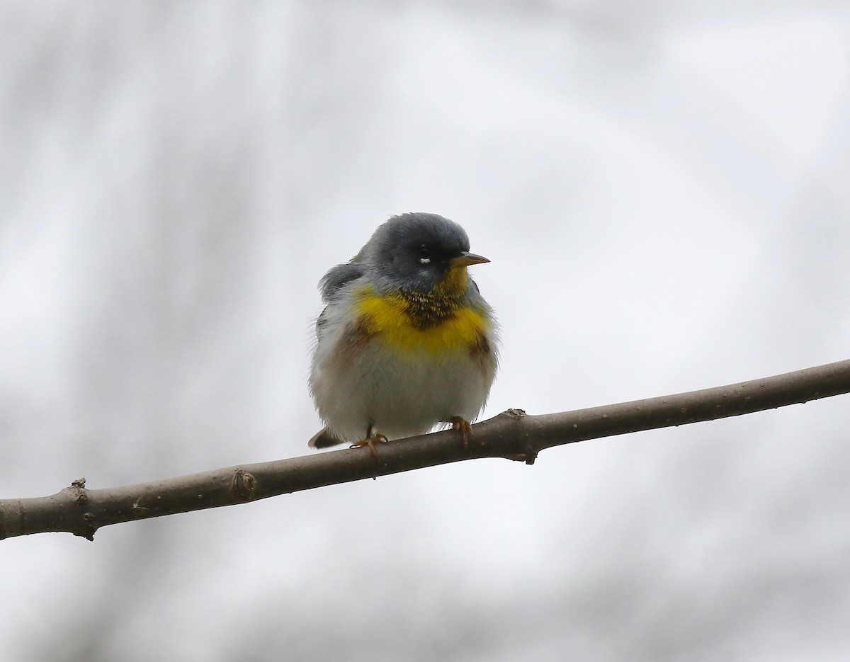 Northern Parula - ML247313661