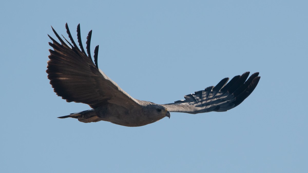 Chaco Eagle - Pablo Re