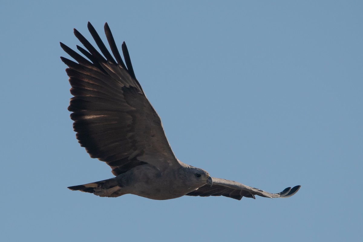 Águila de Azara - ML247316841