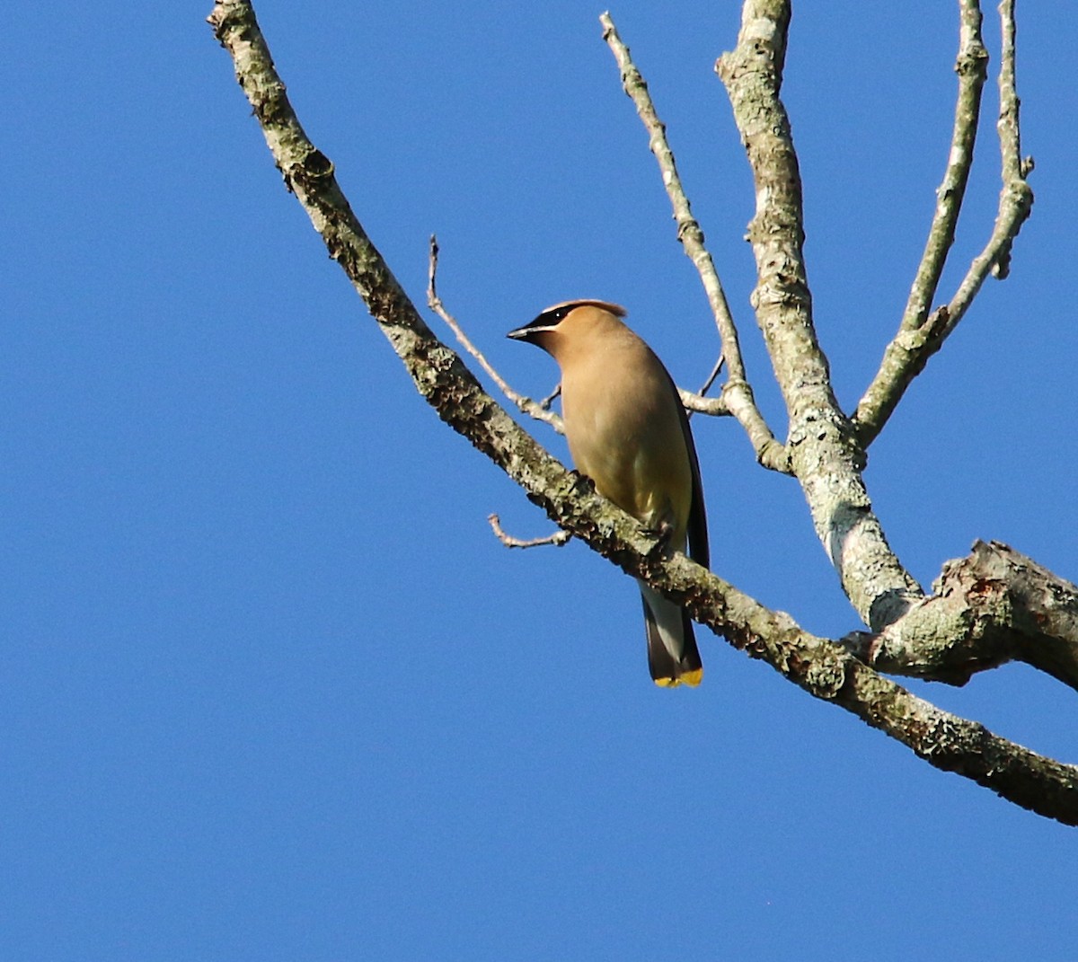Cedar Waxwing - ML247317951