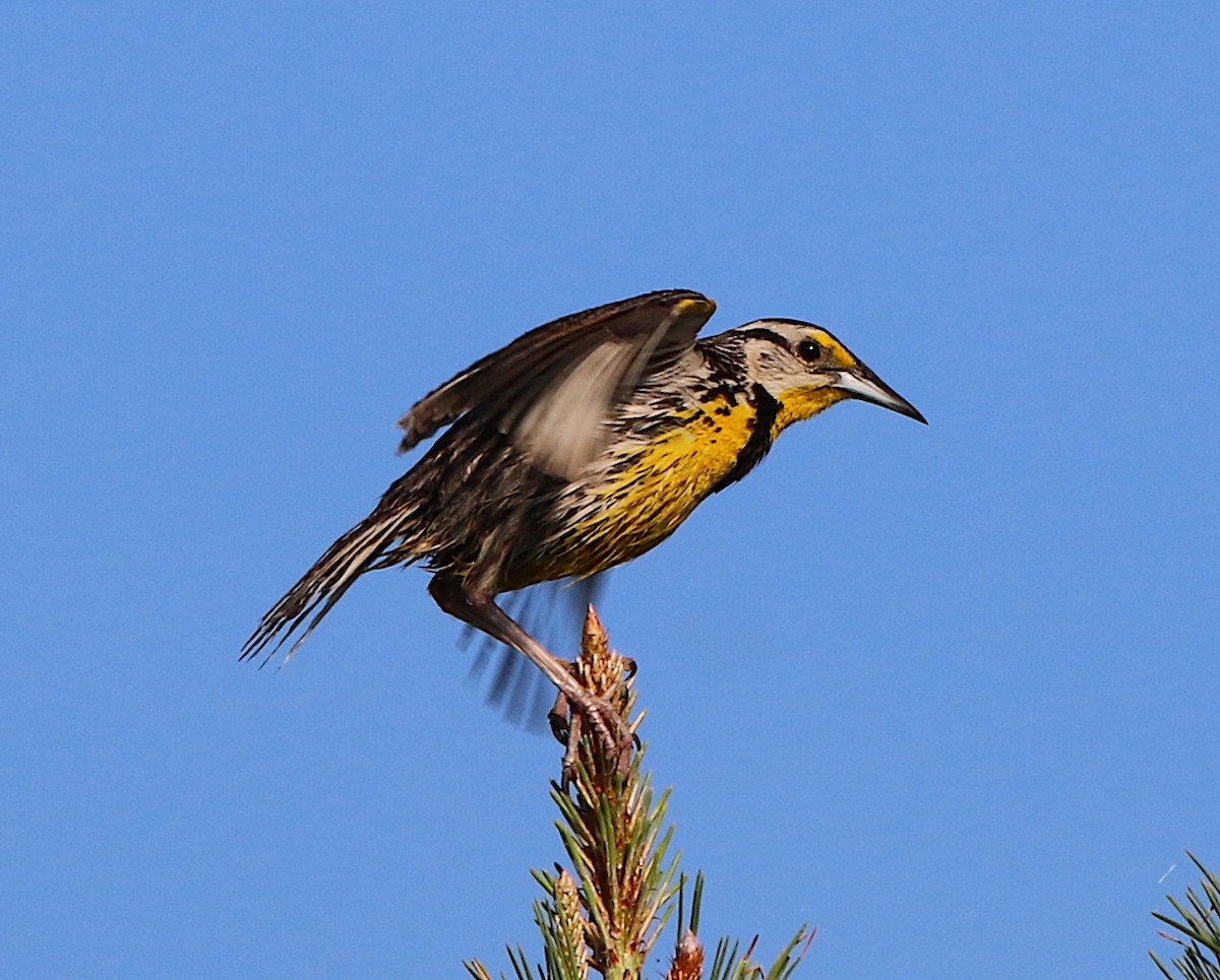 Eastern Meadowlark - ML247318021