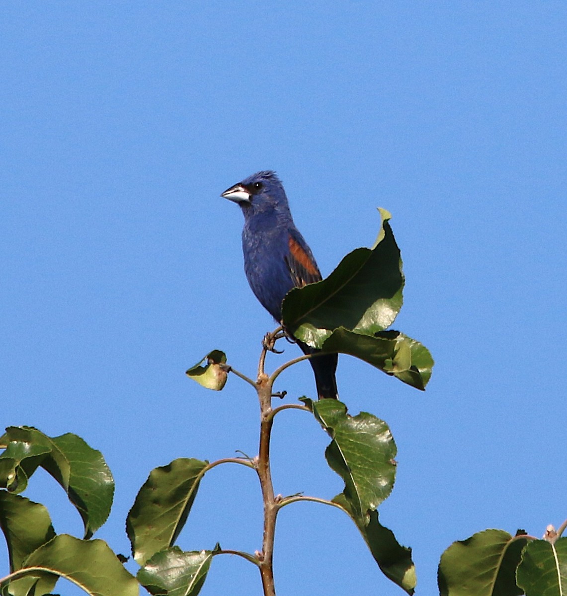 Blue Grosbeak - ML247318061