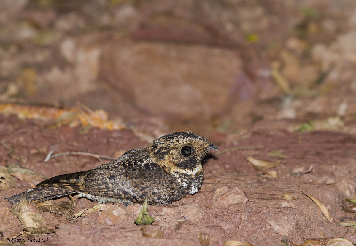 Silky-tailed Nightjar - ML247320081