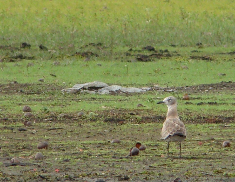 Gaviota Guanaguanare - ML247323771