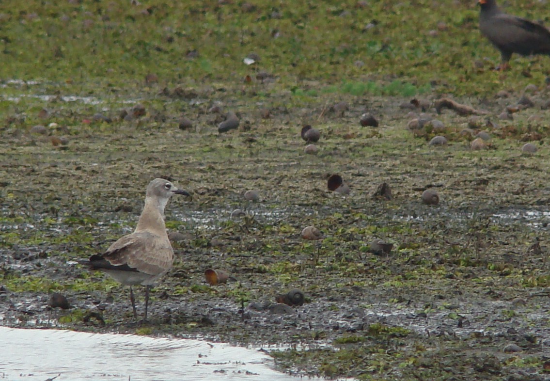 Laughing Gull - ML247323781