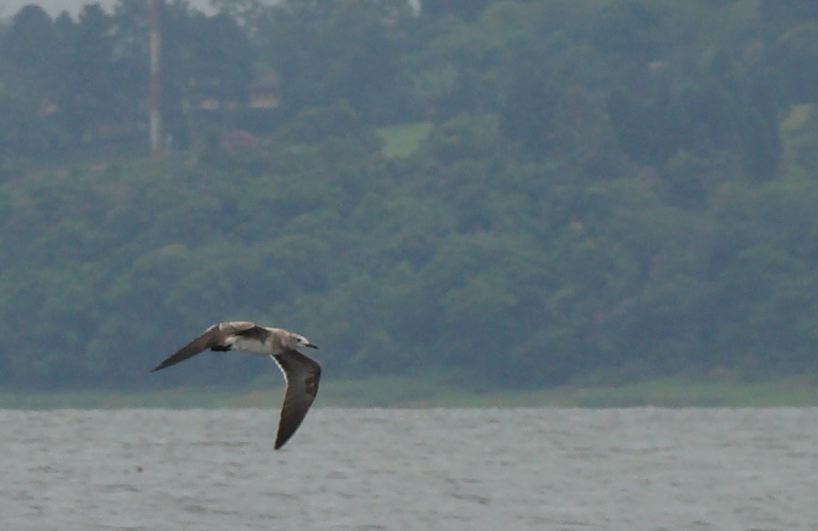 Laughing Gull - ML247323791