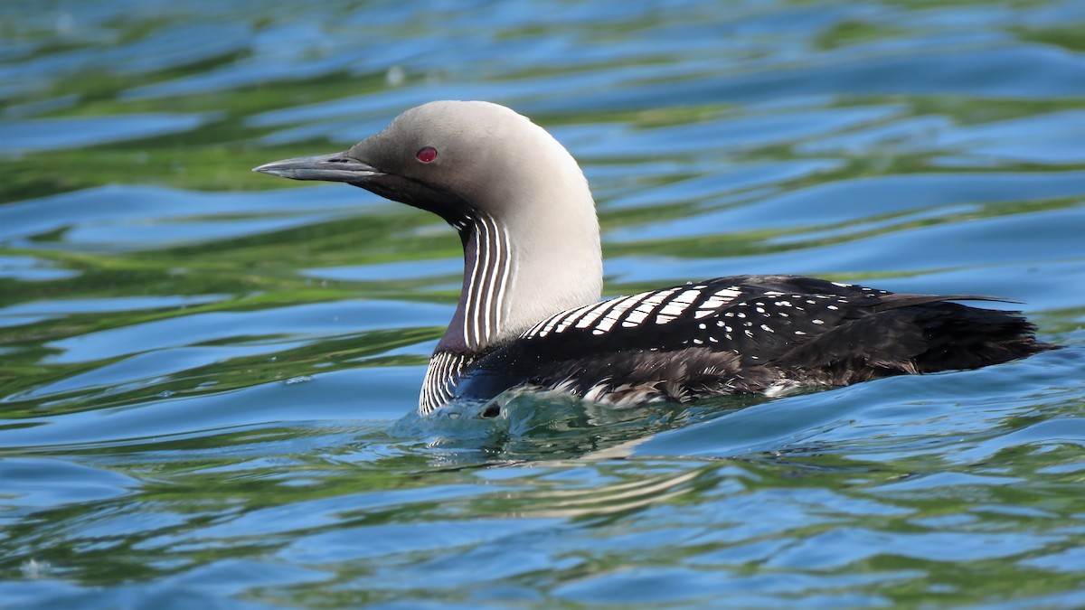 Pacific Loon - ML247325271