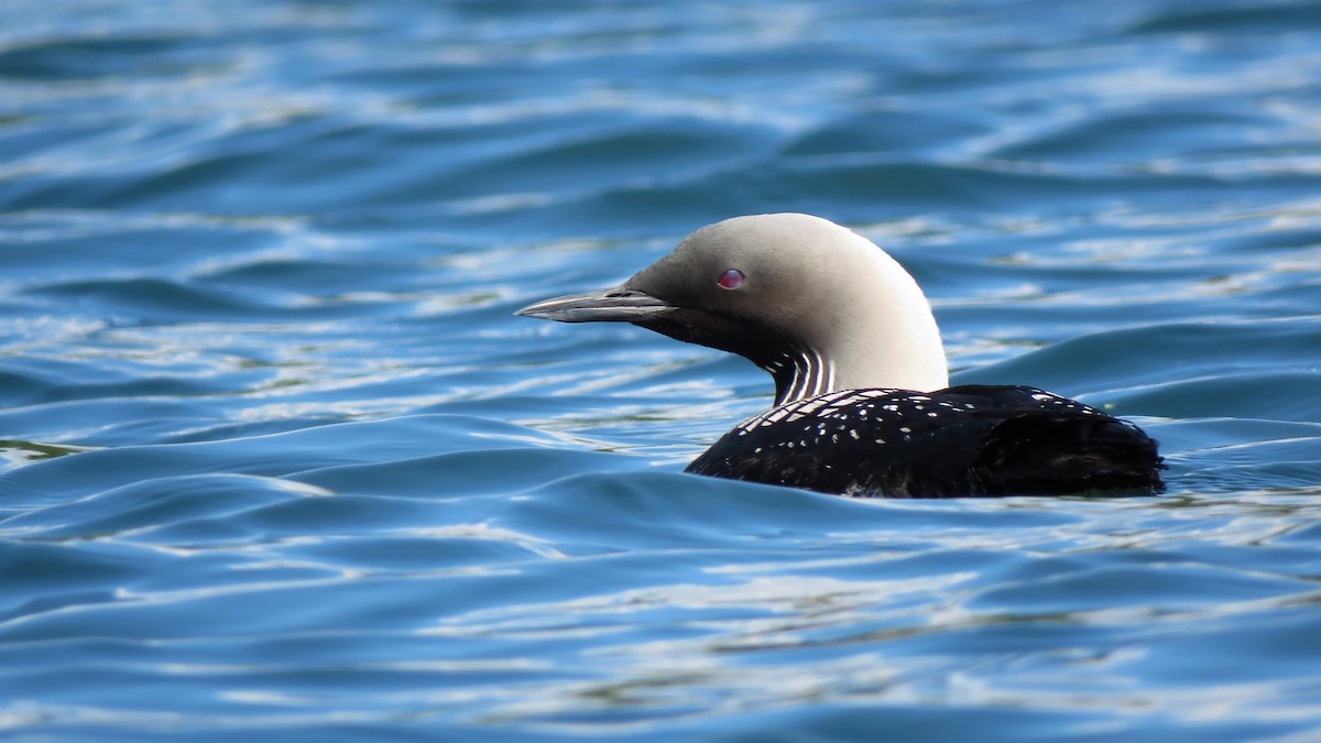 Pacific Loon - ML247325281