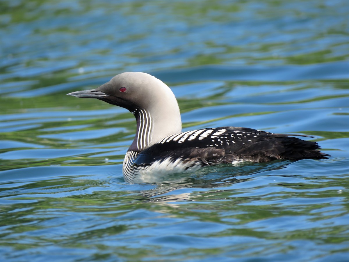 Pacific Loon - ML247325301