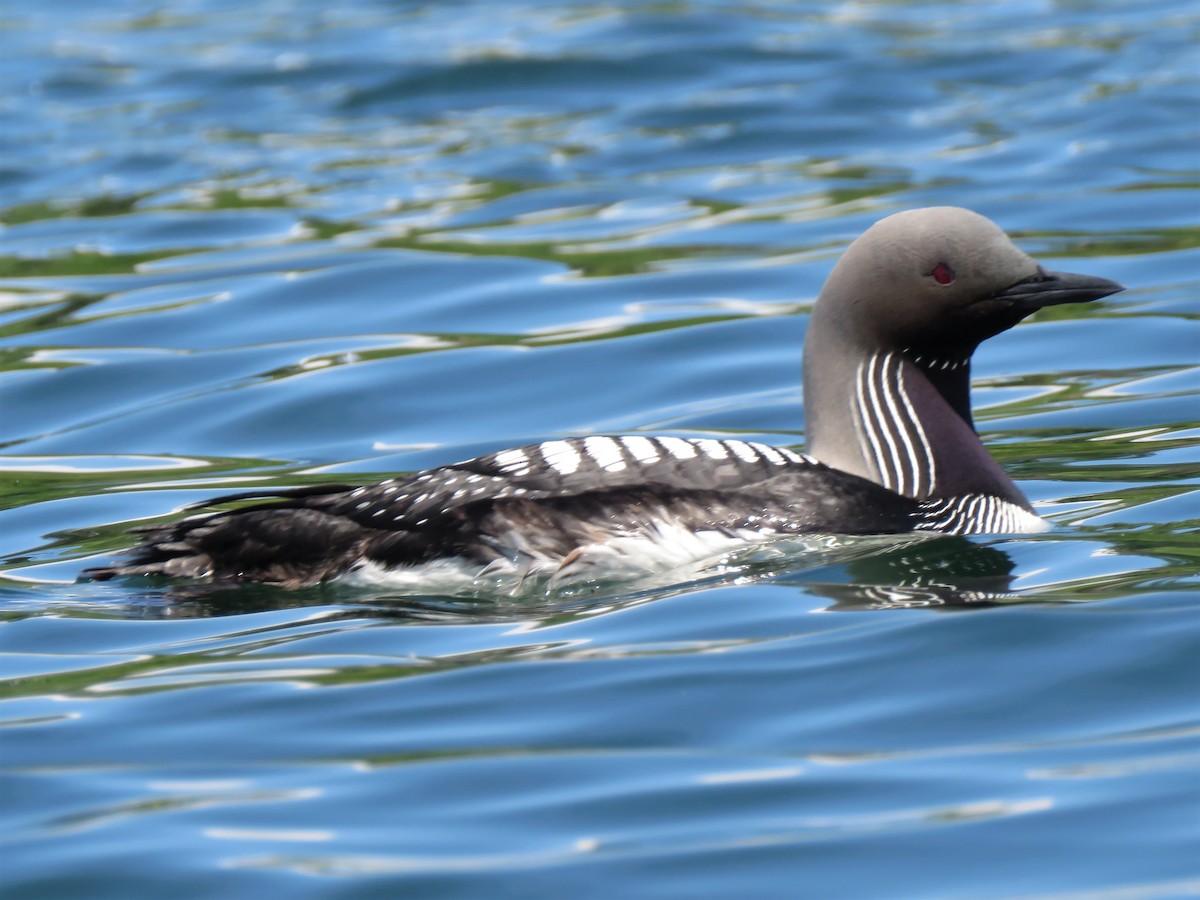 Pacific Loon - ML247325311