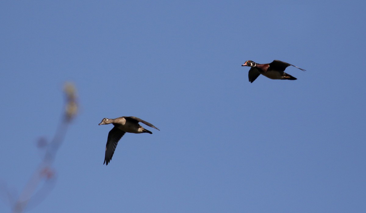 Wood Duck - ML247326421