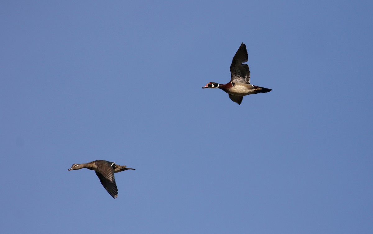 Wood Duck - ML247326491