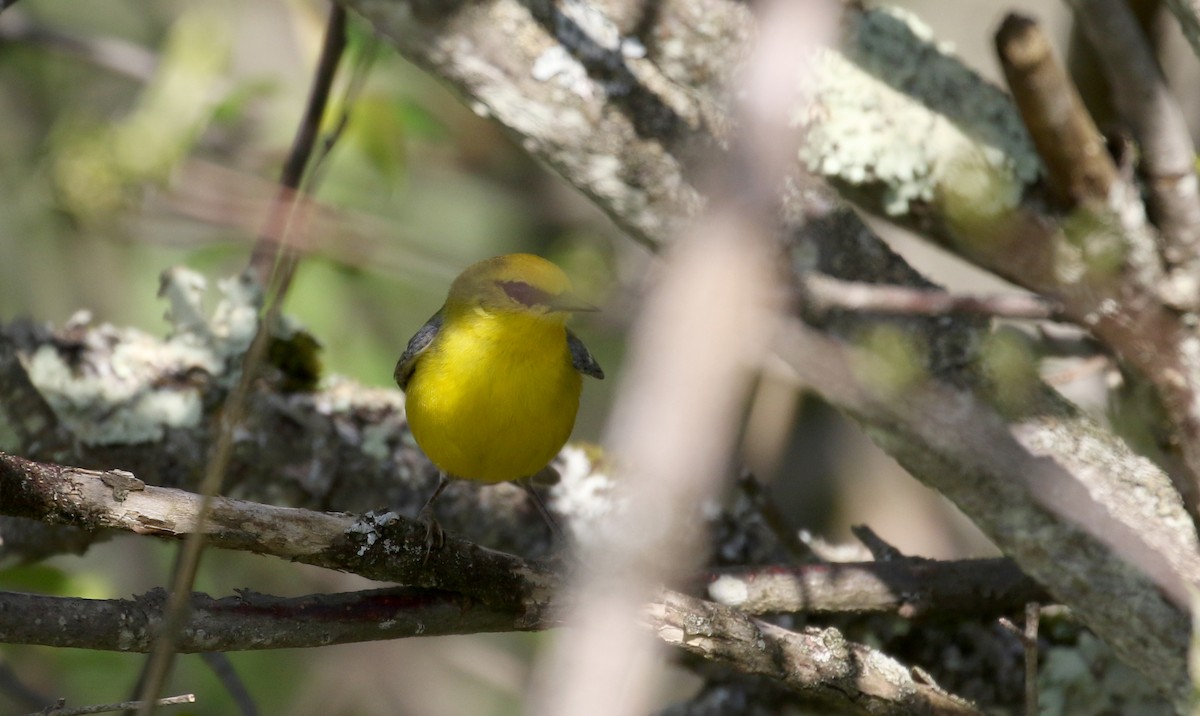 Blauflügel-Waldsänger - ML247326511