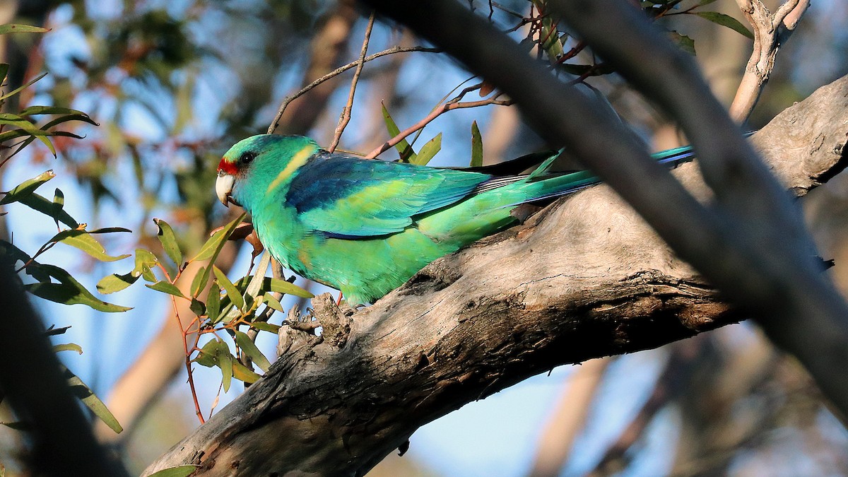 Perico de Port Lincoln - ML247327001