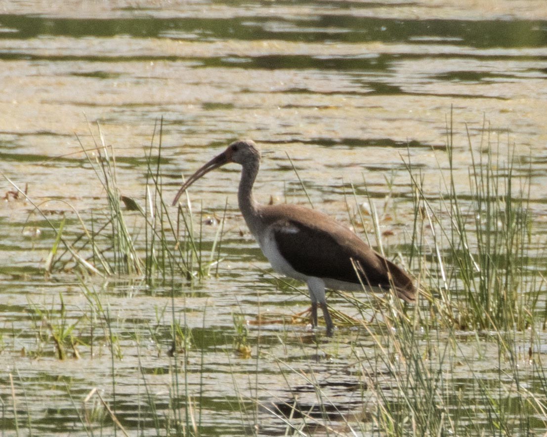 White Ibis - Daniel Kelch