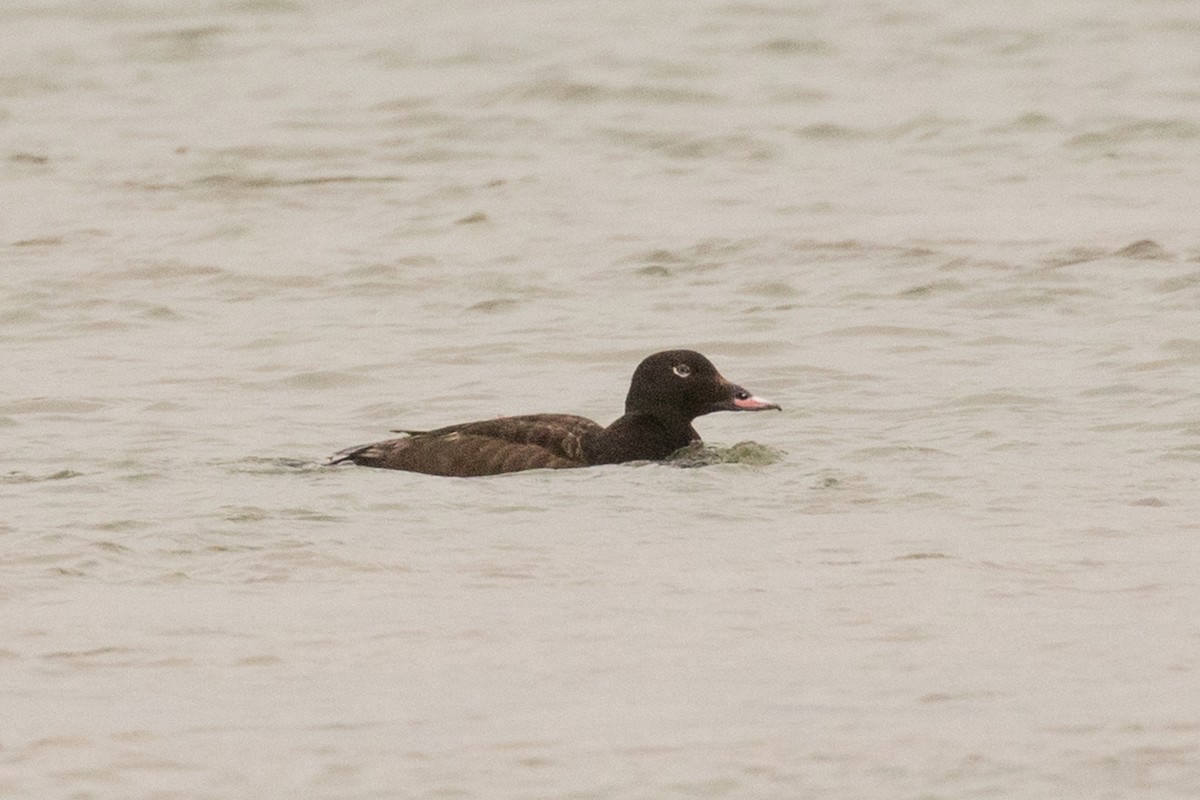 White-winged Scoter - ML247328571