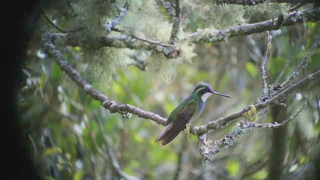 White-throated Mountain-gem - ML247329461