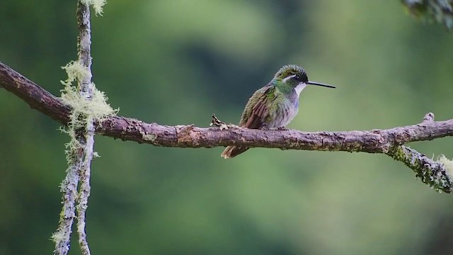 White-throated Mountain-gem - ML247330141