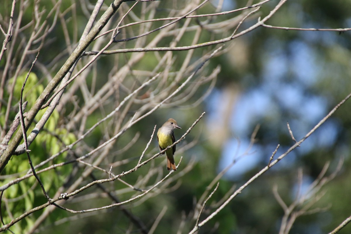 Great Crested Flycatcher - Alexandria Horne