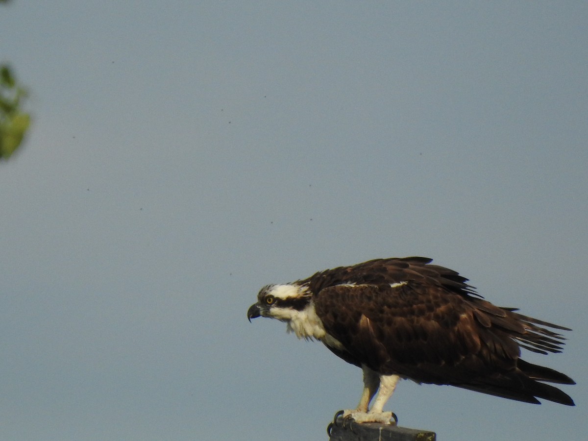 Osprey - Jacques Bélanger