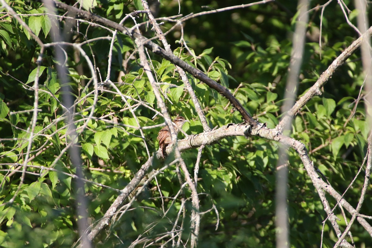 Carolina Wren - Alexandria Horne