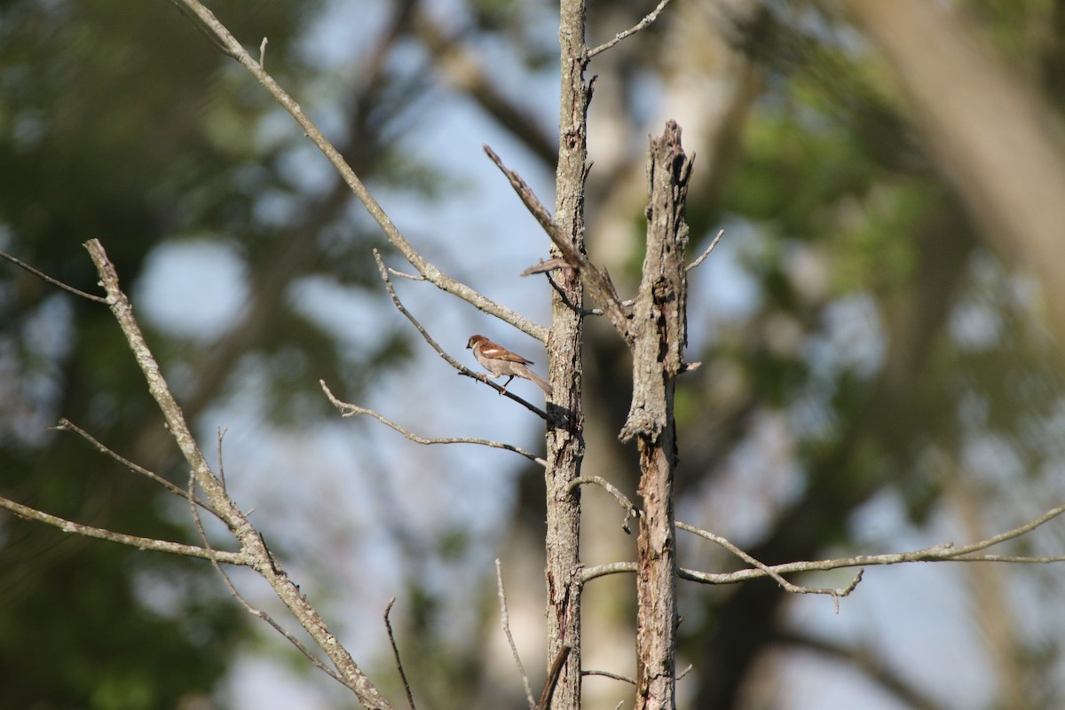 House Sparrow - Alexandria Horne