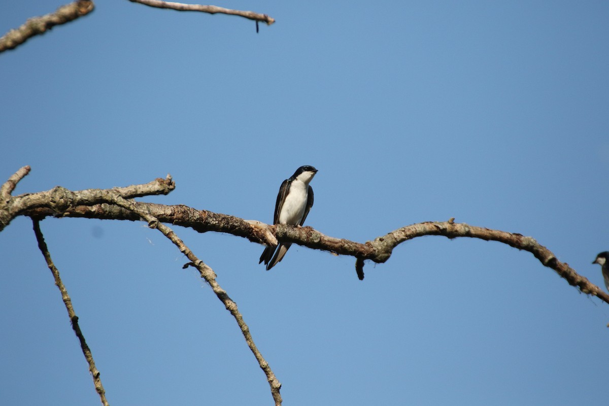 Golondrina Bicolor - ML247331181