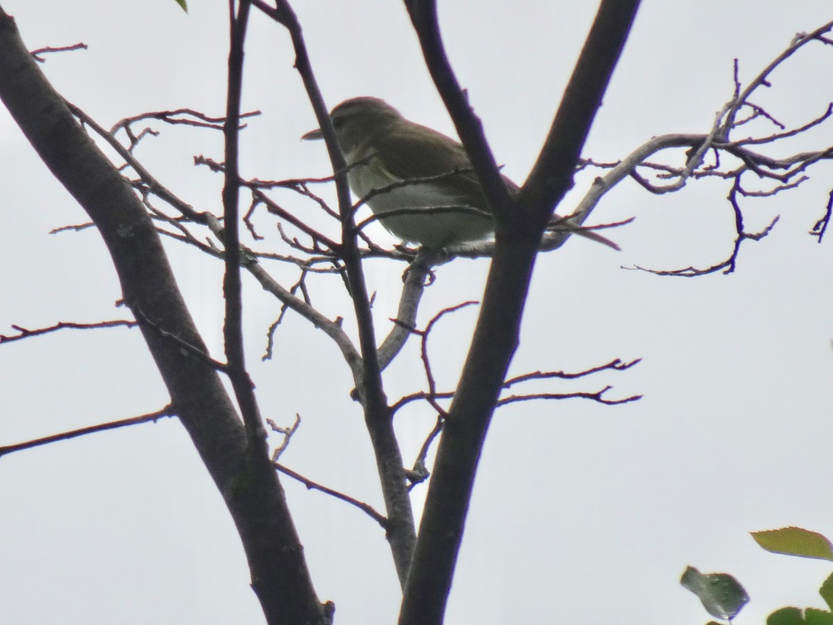 Red-eyed Vireo - Jeannie Kant