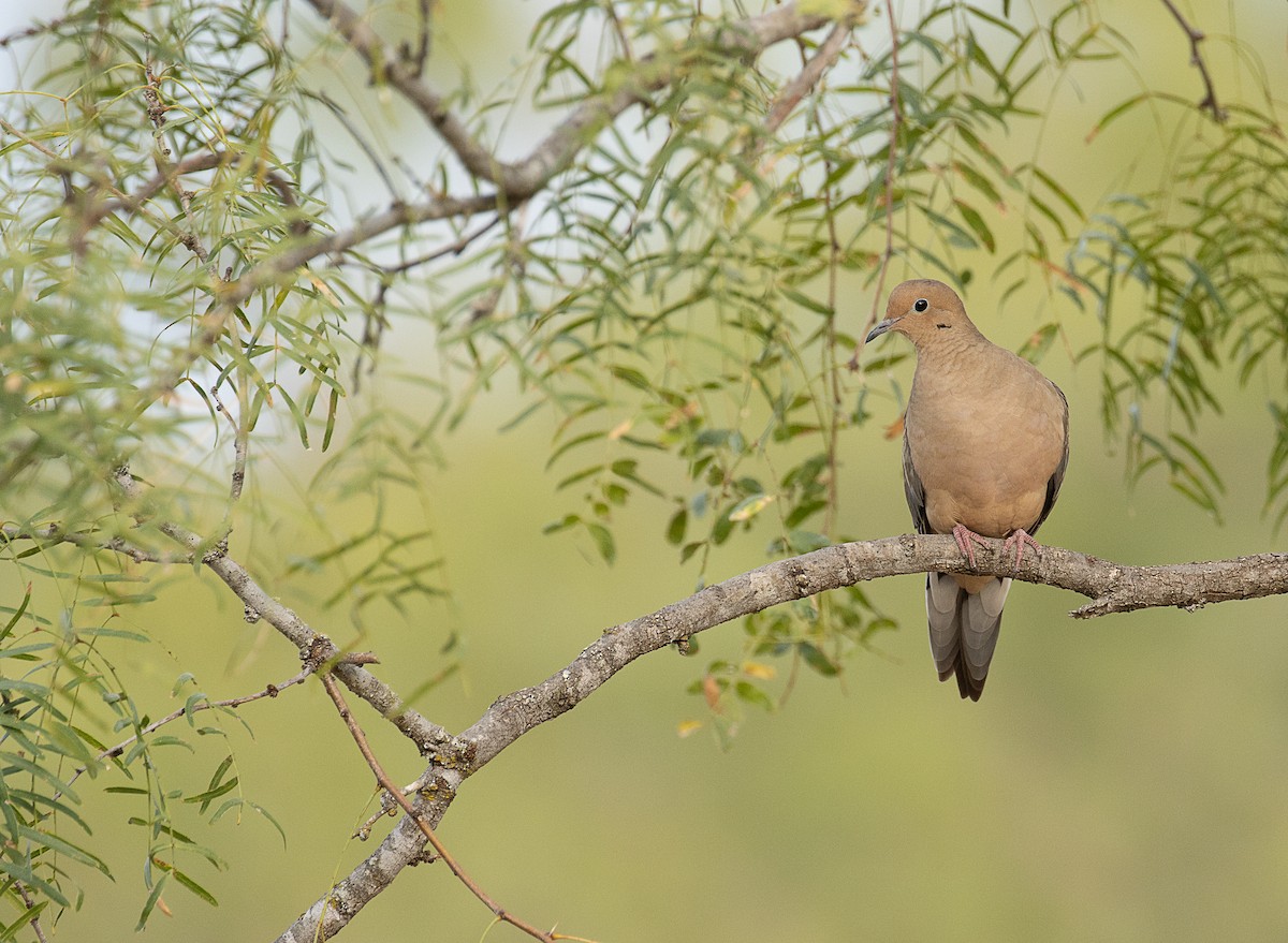 Mourning Dove - ML247332381