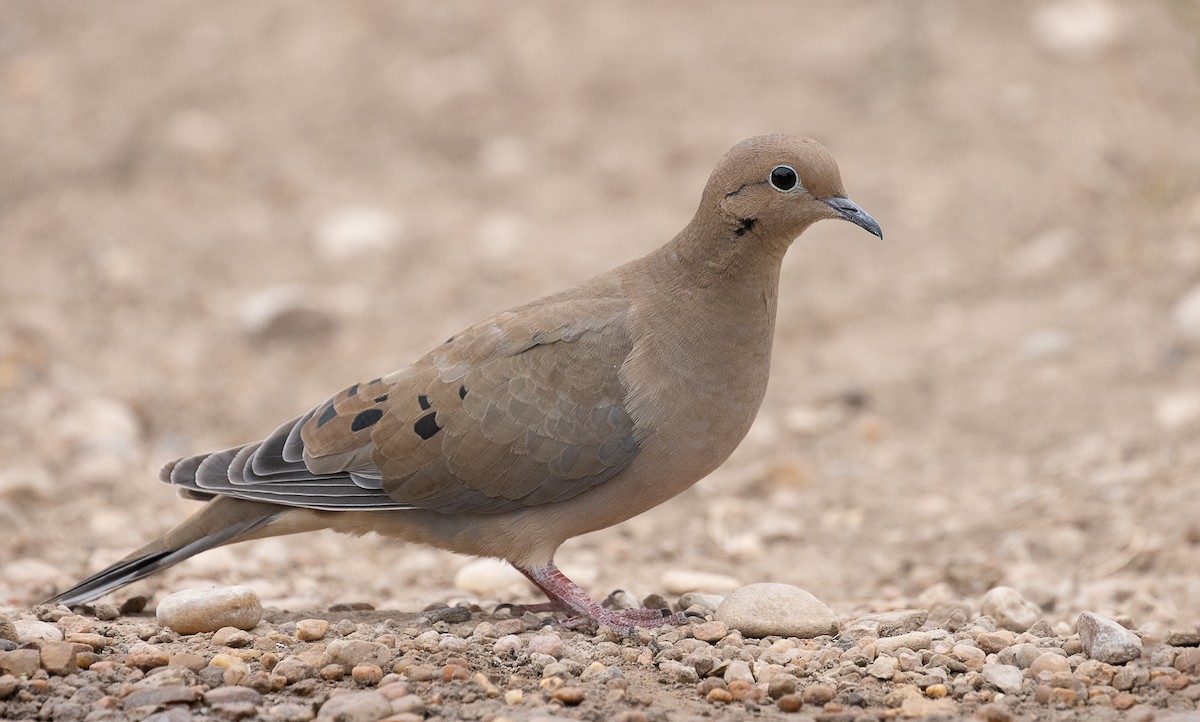 Mourning Dove - ML247332391