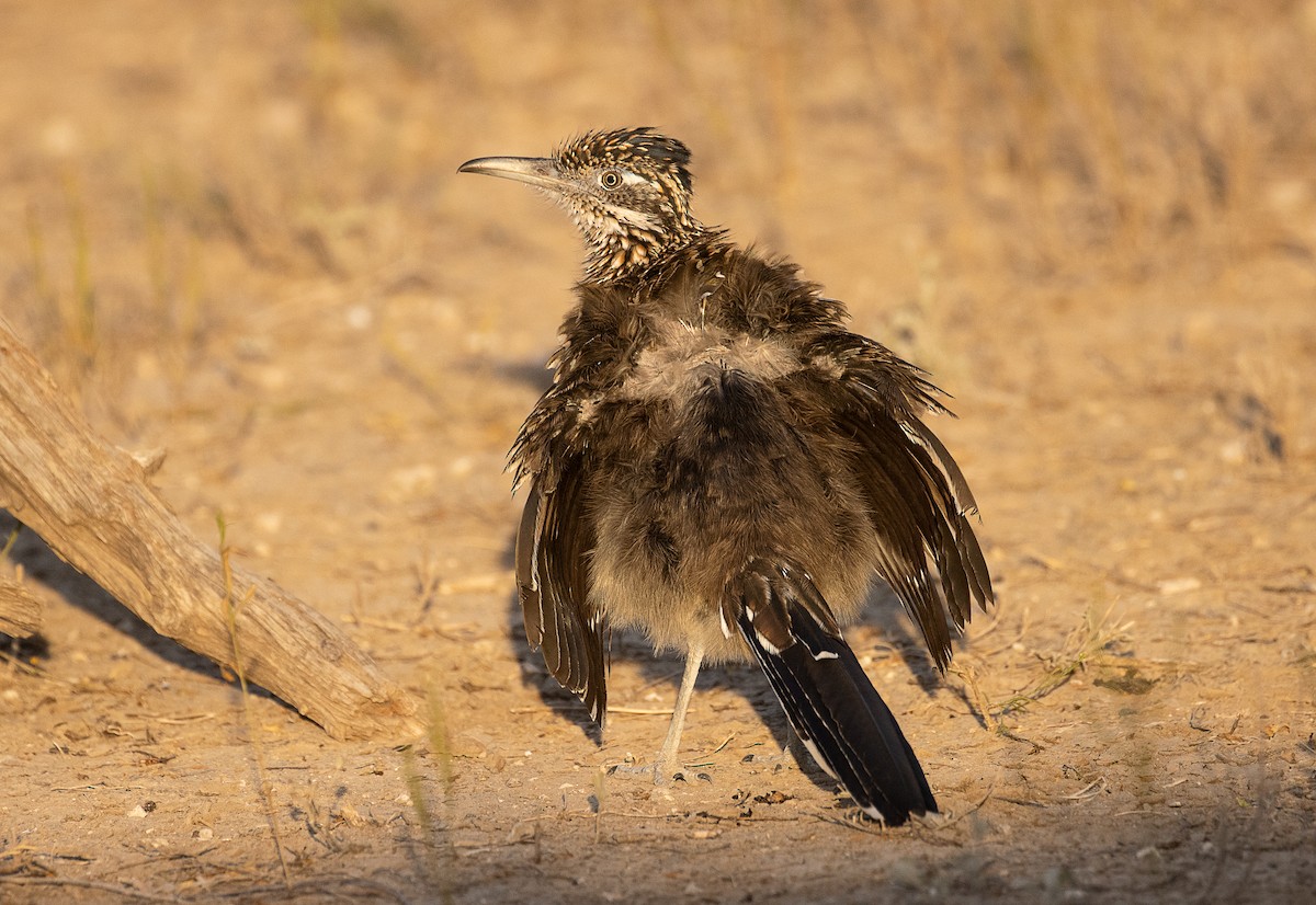 Greater Roadrunner - ML247332421