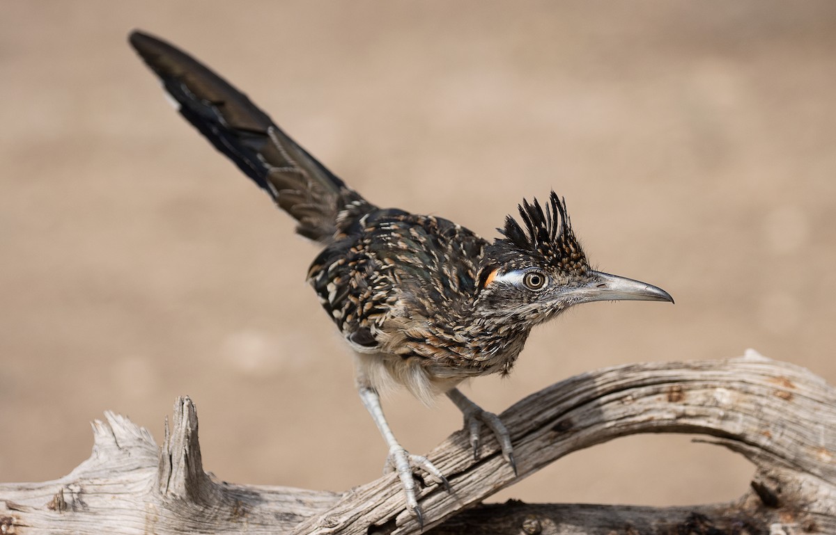 Greater Roadrunner - mark daly