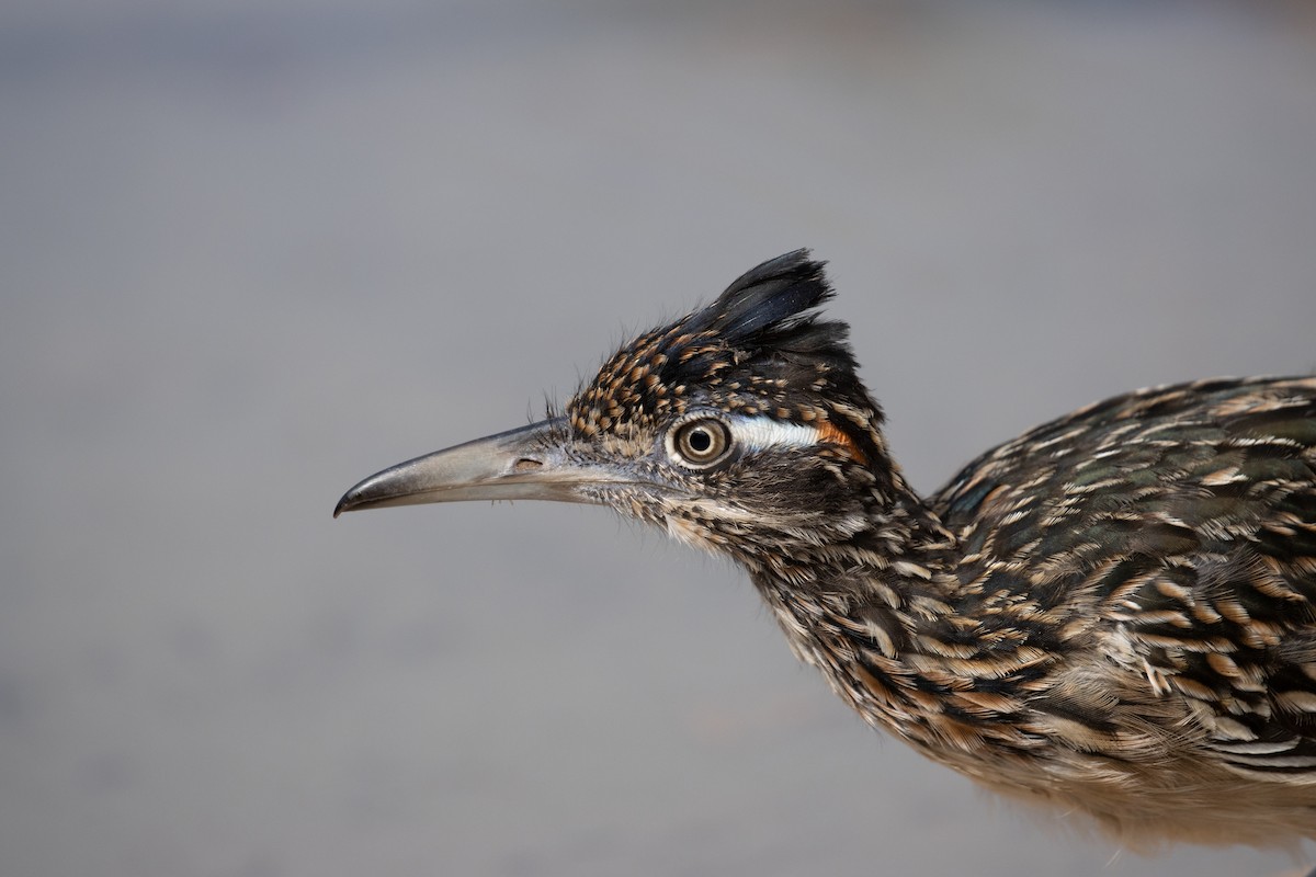 Greater Roadrunner - ML247332461