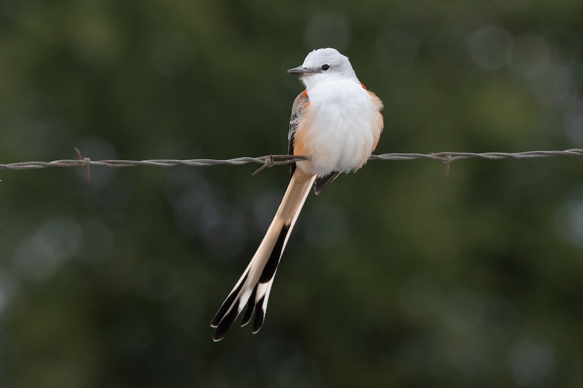 Scissor-tailed Flycatcher - ML247332601