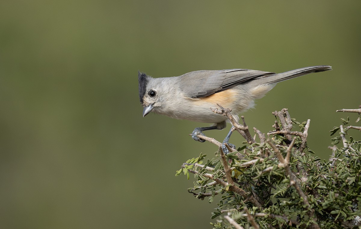 Black-crested Titmouse - mark daly