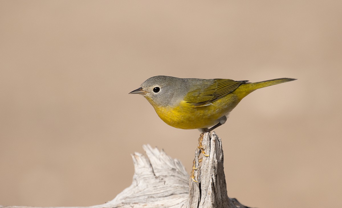 Nashville Warbler - ML247332841